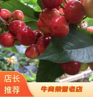 冰火鳳 视频截图