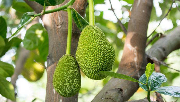 僵屍之地 视频截图