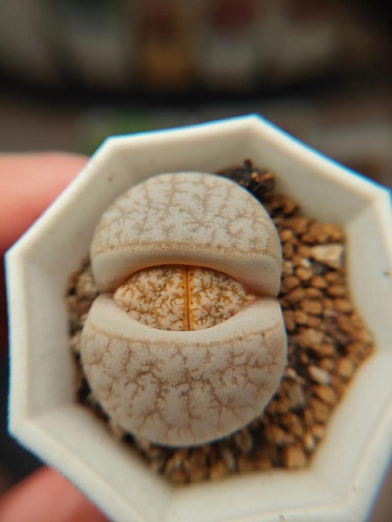 便攜門 产品图片