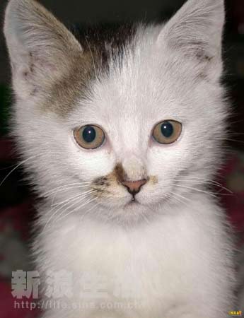 倫敦稚戀 产品图片