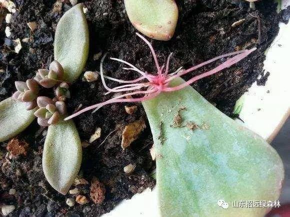 伊斯坦堡奇跡夜 产品图片