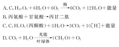 再造初戀 产品图片