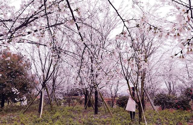 偷神家族 产品图片