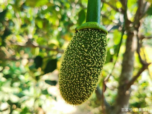 國家寶藏 视频截图