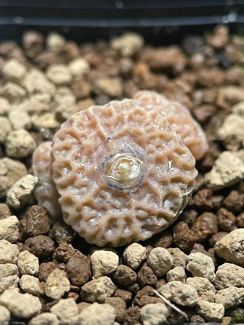 俠骨柔情赤子心 视频截图