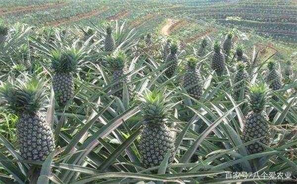 健介的王國 视频截图