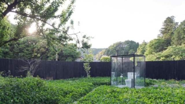 佐杜洛夫斯基的沙丘 产品图片