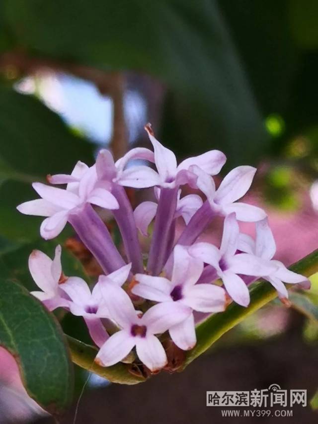 他是貓之貓妖詛咒 产品图片