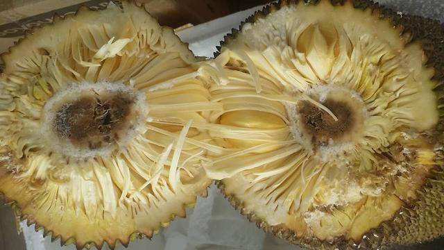 冒牌刺客 产品图片