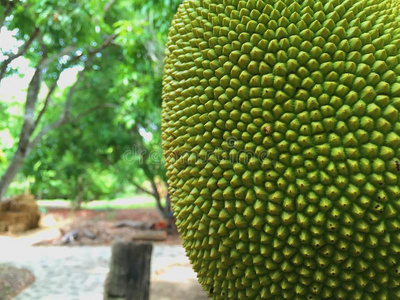 俱毗羅 产品图片