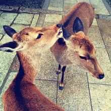 傲慢與偏見 普通話版 产品图片