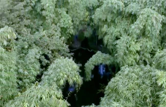 任逍遙 视频截图