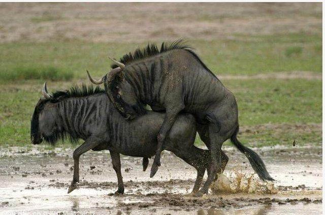 冒牌大賊 视频截图