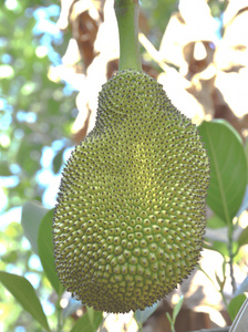 伏魔羅漢 视频截图