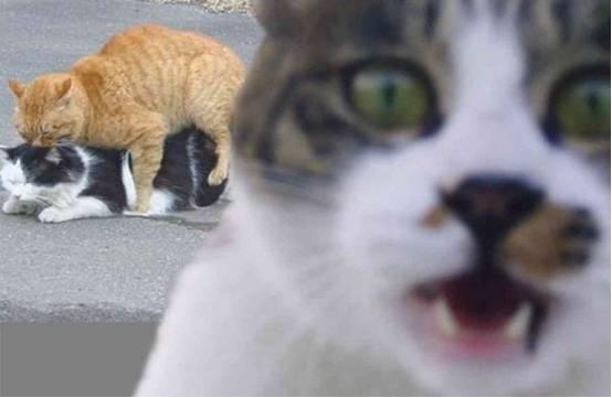 可認證的喬納斯 视频截图