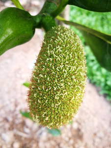 伏魔錄 视频截图