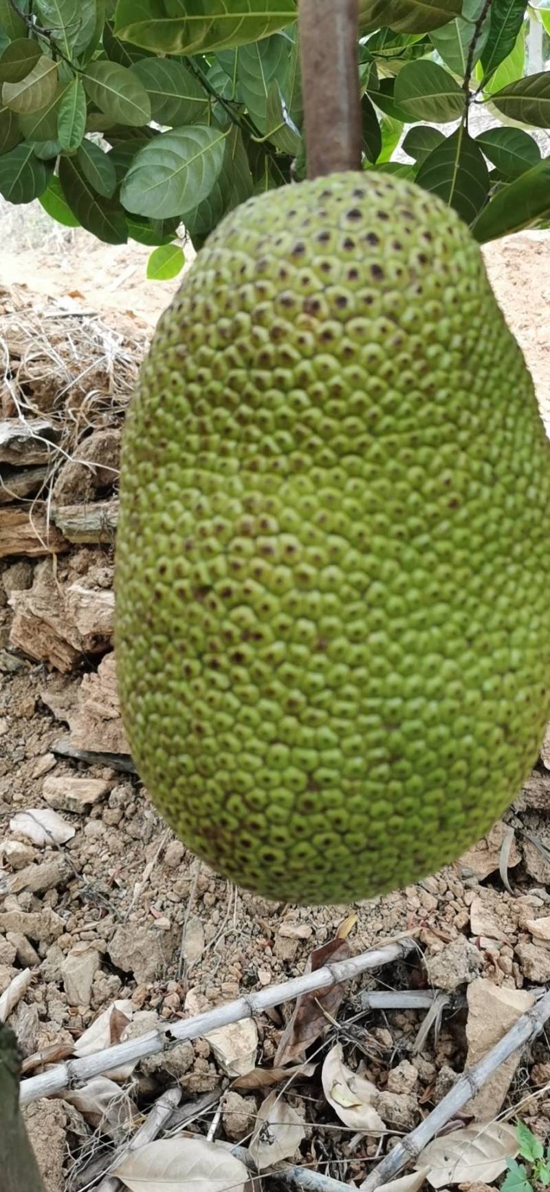 偷芯攻略 视频截图