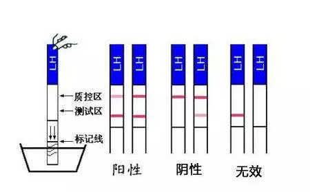 冷靜！史酷比 产品图片