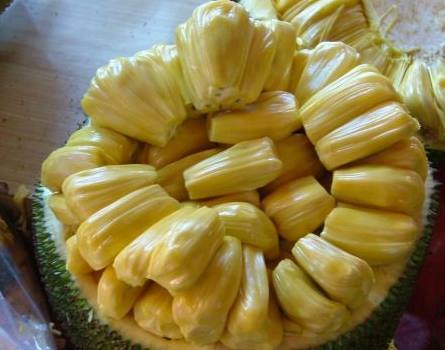 四光豬現蠢記 视频截图