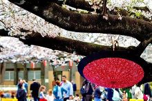 僵屍 2013 视频截图