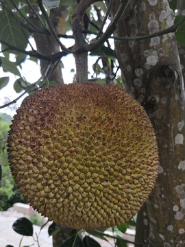 元素英雄：小波波 视频截图