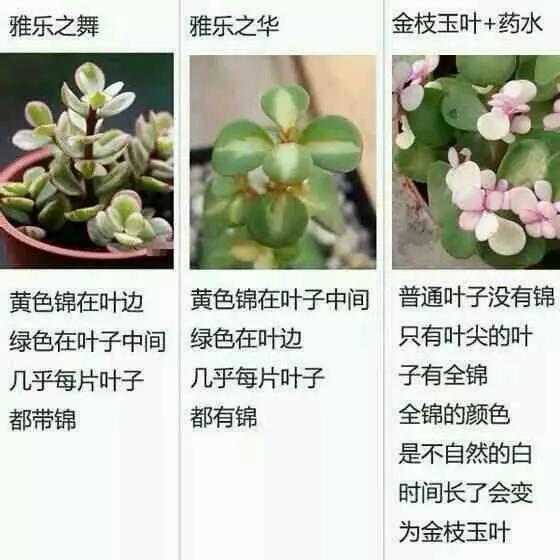 命運咖啡館 视频截图