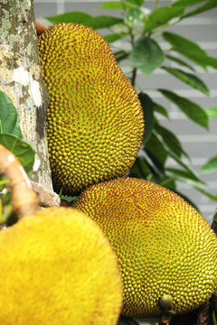 仙履奇緣 视频截图