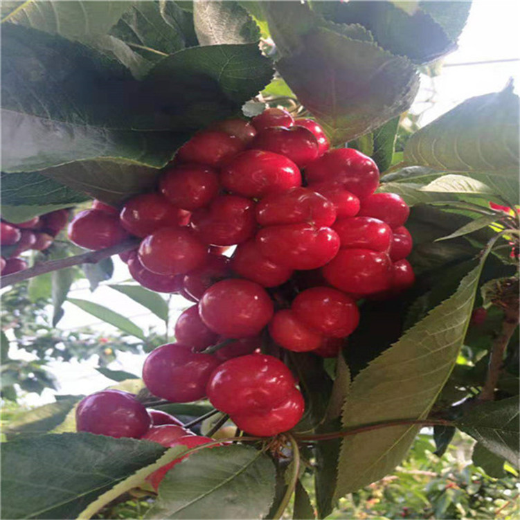 你行！你上！ 产品图片