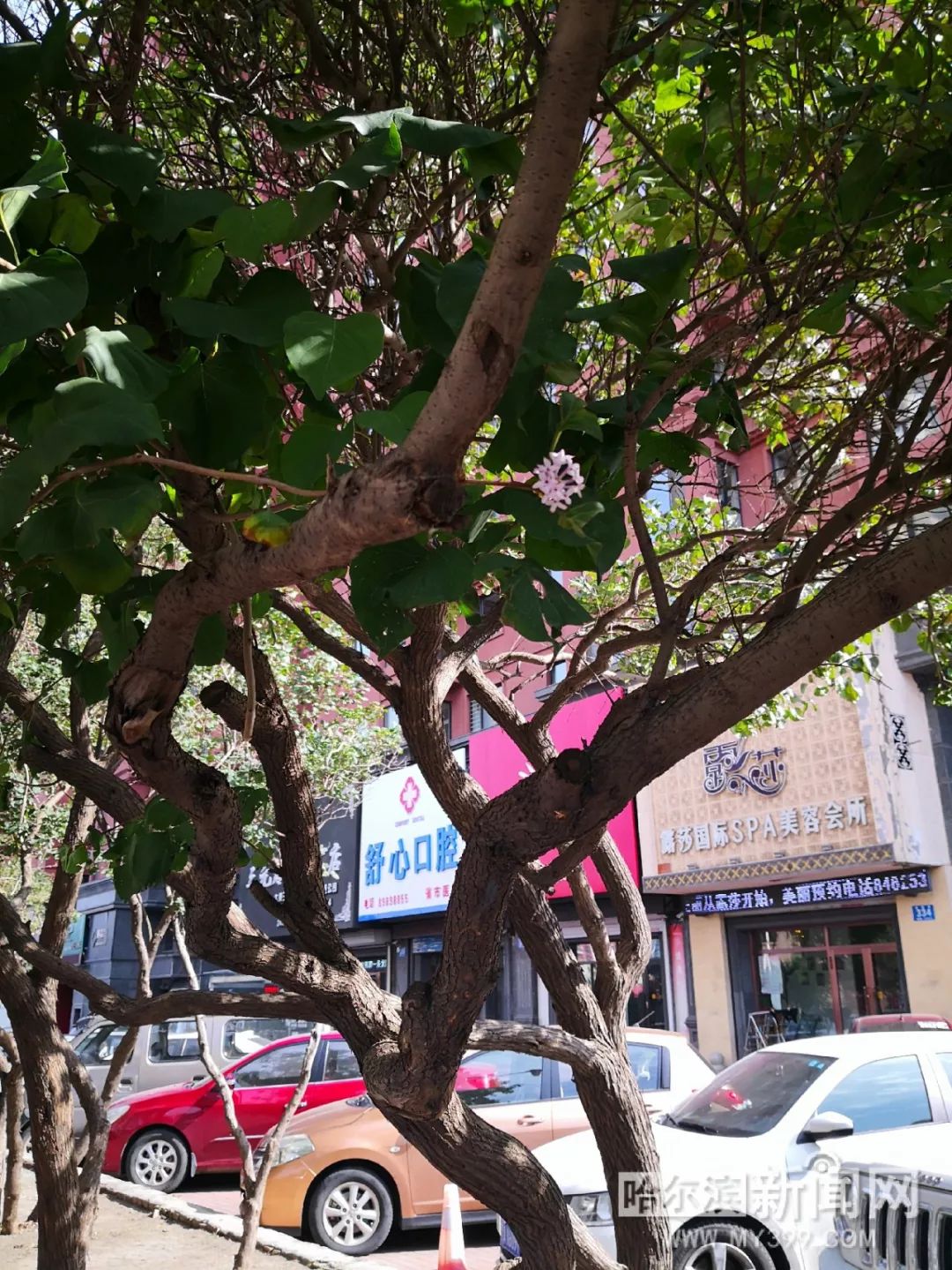 像雞毛一樣飛 产品图片